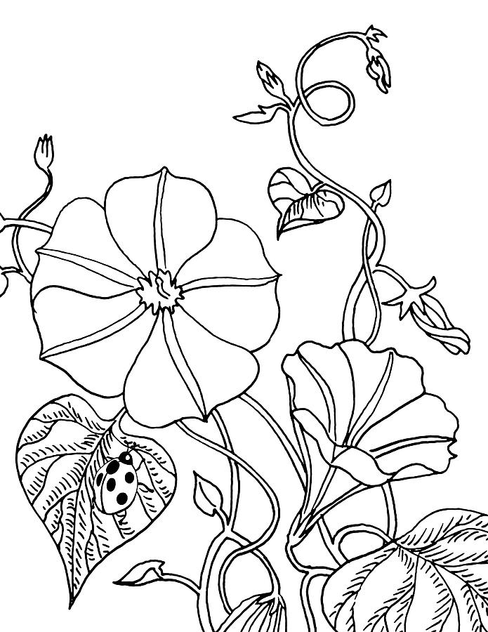 695x900 Morning Glory And Ladybug Drawing Drawing - Morning Glory Drawing