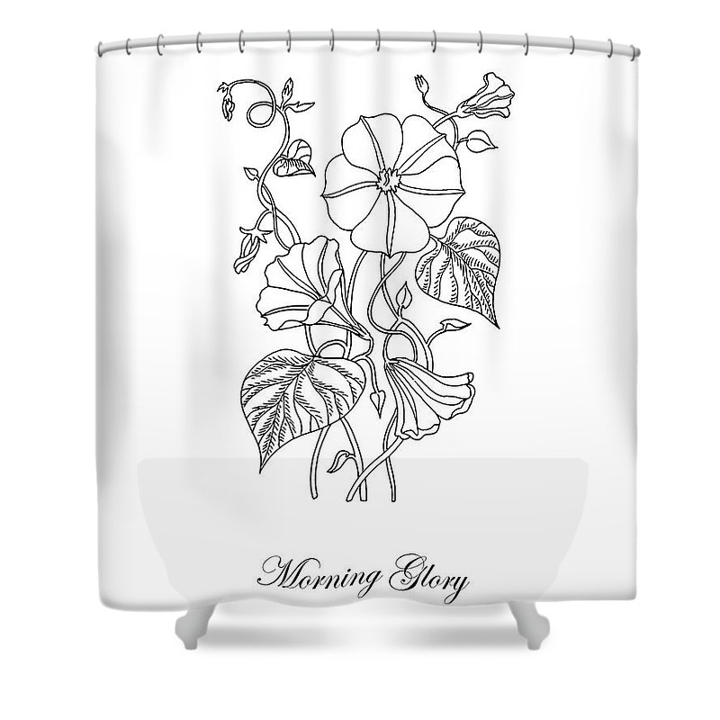 800x800 Morning Glory Botanical Drawing Shower Curtain For Sale - Morning Glory Drawing