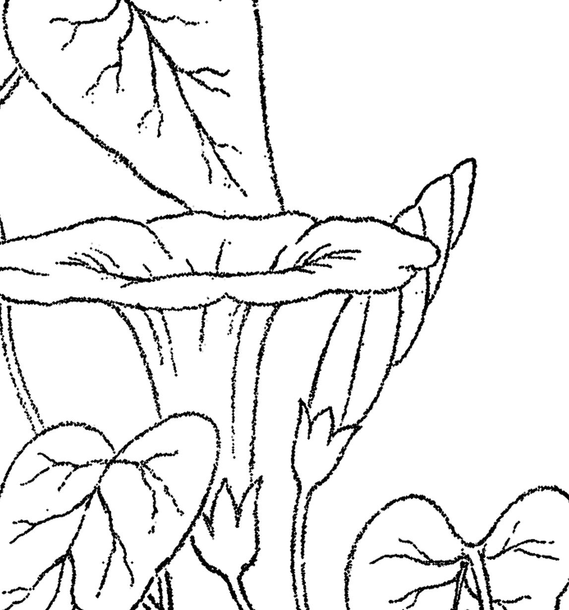 1147x1228 Morning Glory Clipart Drawing - Morning Glory Drawing