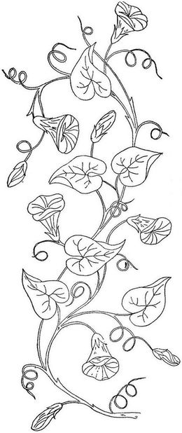 260x618 Morning Glory Clipart Drawing - Morning Glory Drawing