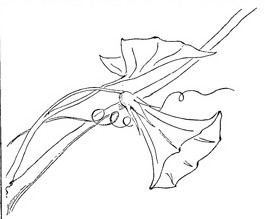 265x219 Morning Glory Flower - Morning Glory Drawing