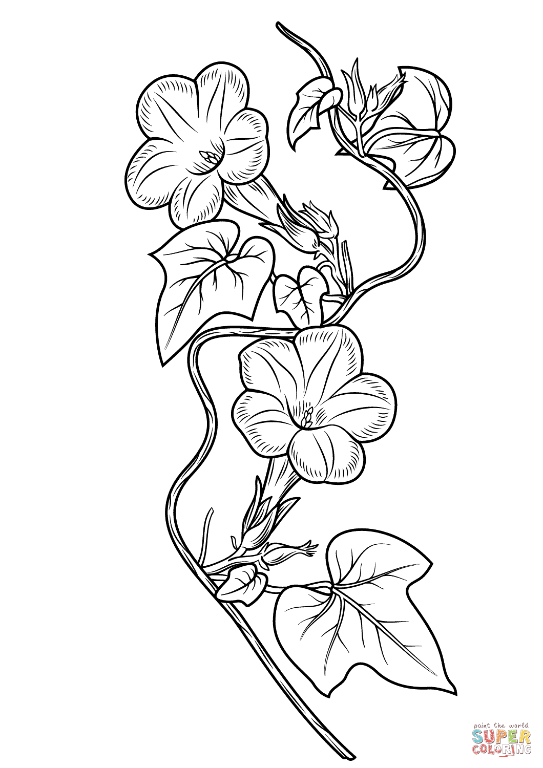 1060x1500 Morning Glory Flower Coloring - Morning Glory Drawing