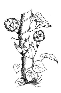 250x380 Morning Glory Flower Drawings - Morning Glory Drawing
