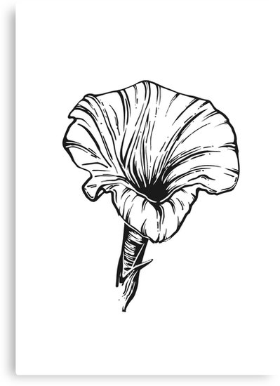 399x550 Morning Glory September Birth Flower - Morning Glory Drawing