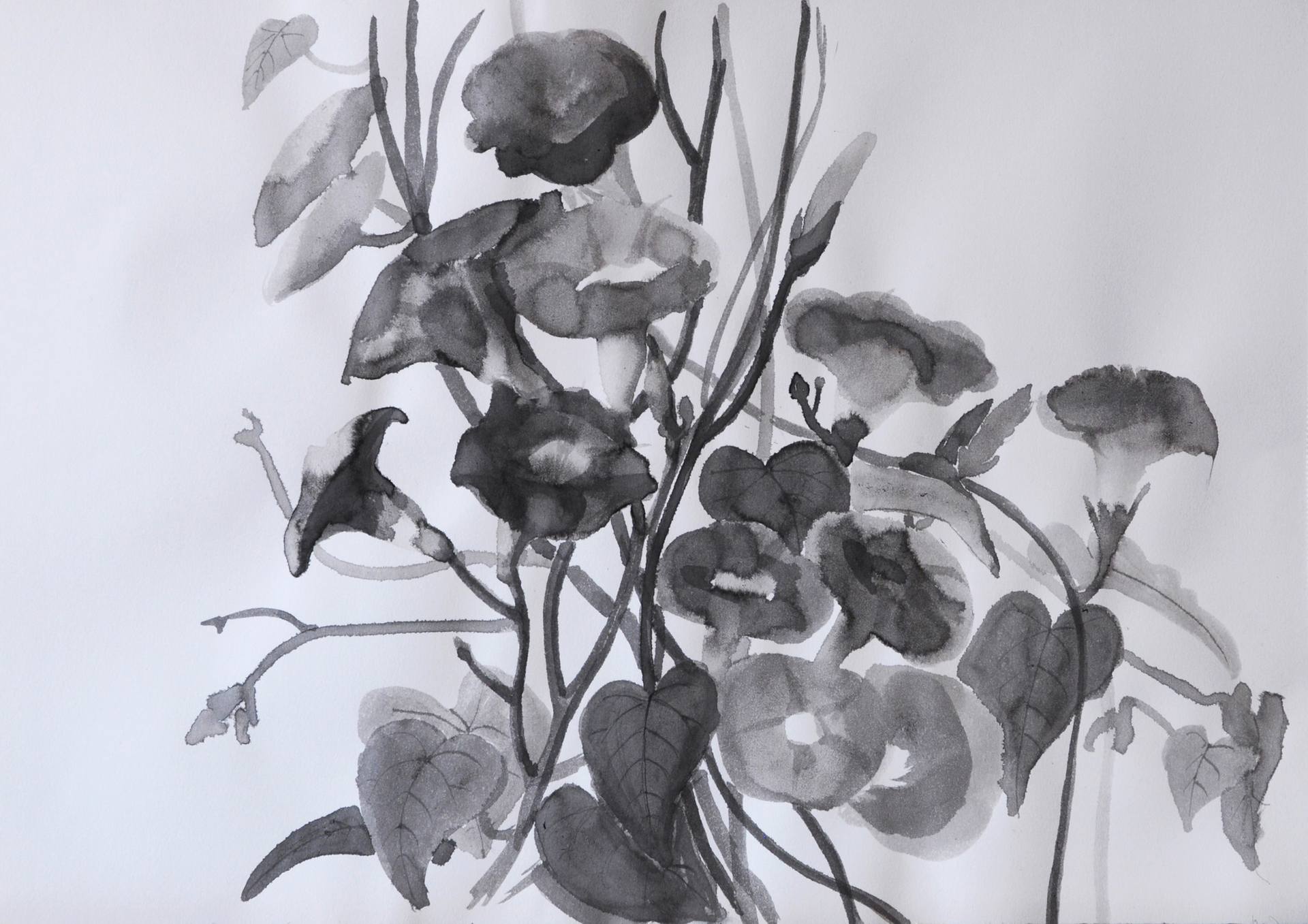 1920x1357 Morning Glories Drawing - Morning Glory Drawing