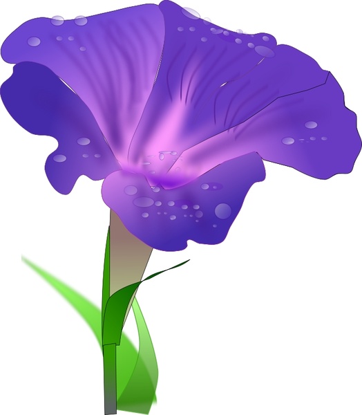 524x600 Morning Glory Free Vector In Open Office Drawing - Morning Glory Drawing
