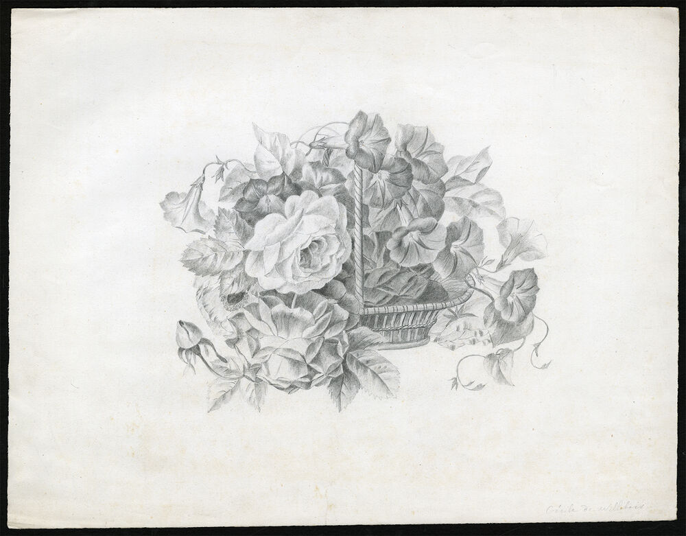 1000x781 Antique Drawing Basket Rose Morning Glory Willebois Ca Ebay - Morning Glory Drawing