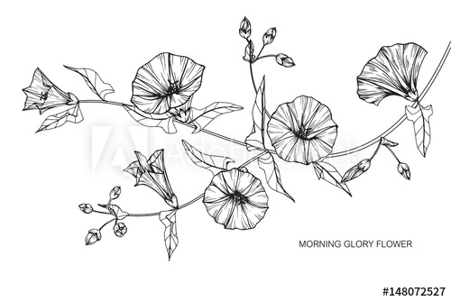 500x334 Morning Glory Flowers Drawing And Sketch With Line Art On White - Morning Glory Drawing