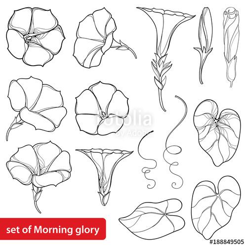 500x500 Vector Set With Outline Ipomoea Or Morning Glory Flower Bell - Morning Glory Drawing