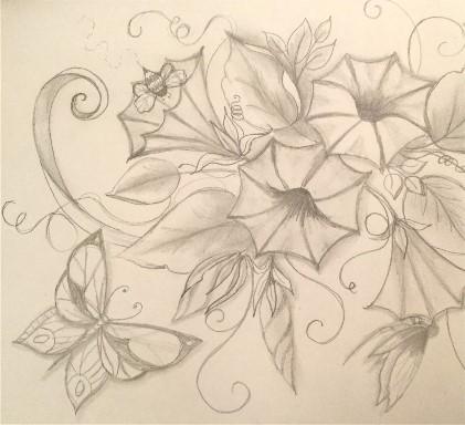 421x384 Drawing Series - Morning Glory Drawing