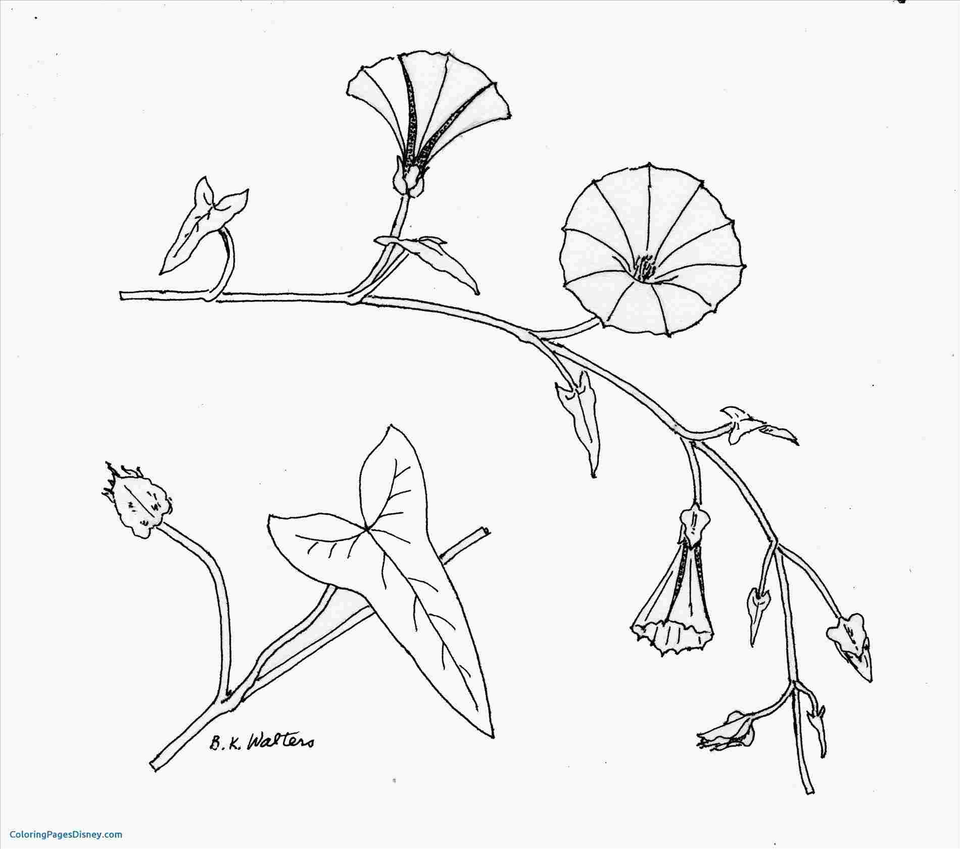 1900x1681 Drawing Arrangement Of Morning Glories Moss Roses Lilies - Morning Glory Drawing