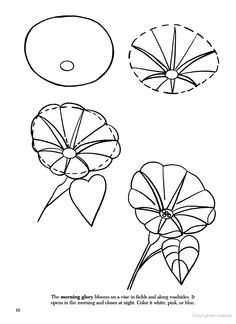 236x324 How To Draw Flowers - Morning Glory Drawing