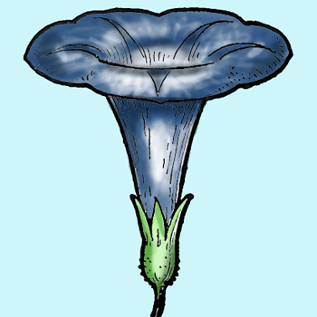 350x350 How To Draw Morning Glory Flower Step - Morning Glory Drawing