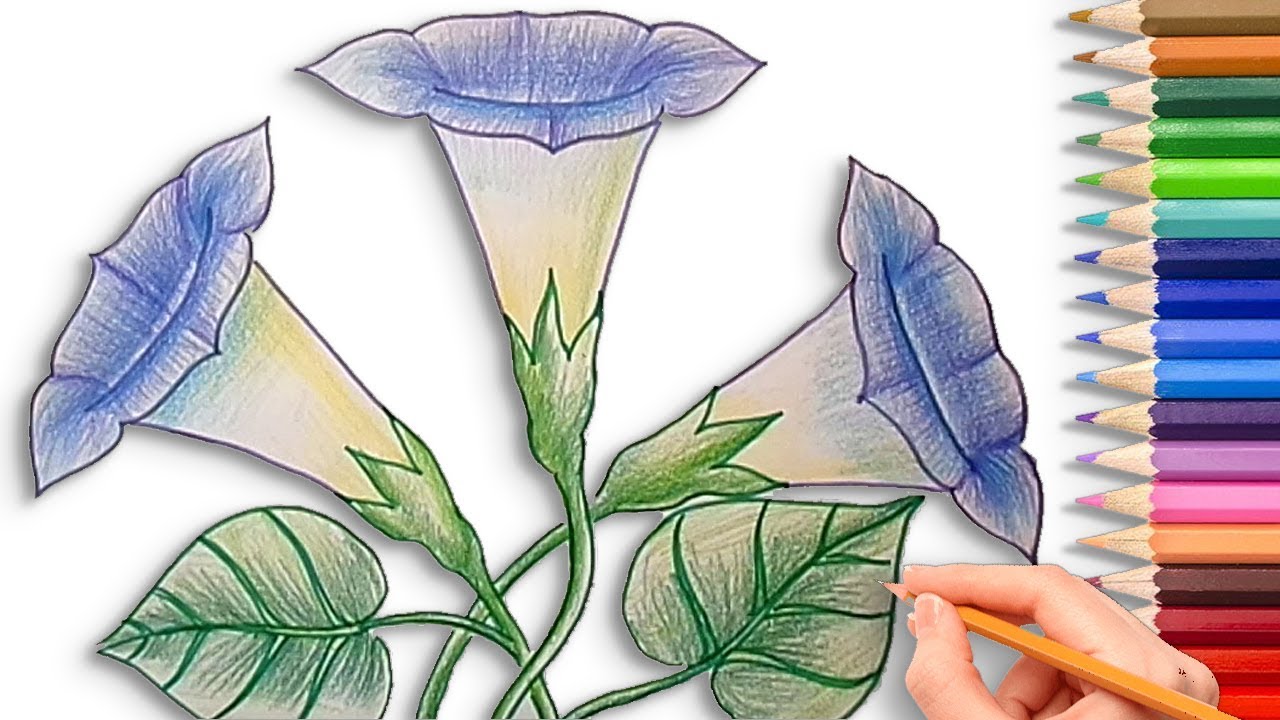 1280x720 How To Draw A Morning Glory Flower Step - Morning Glory Flower Drawing