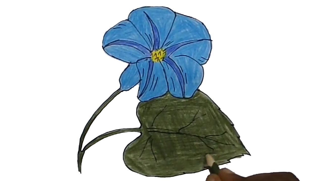 1280x720 How To Draw A Morning Glory Flower Easy Step - Morning Glory Flower Drawing