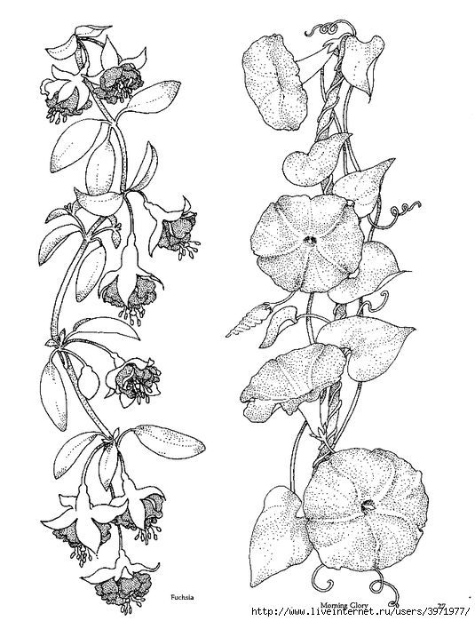 535x699 Huge Collection Of 'morning Glory Vine Drawing' Download More - Morning Glory Flower Drawing