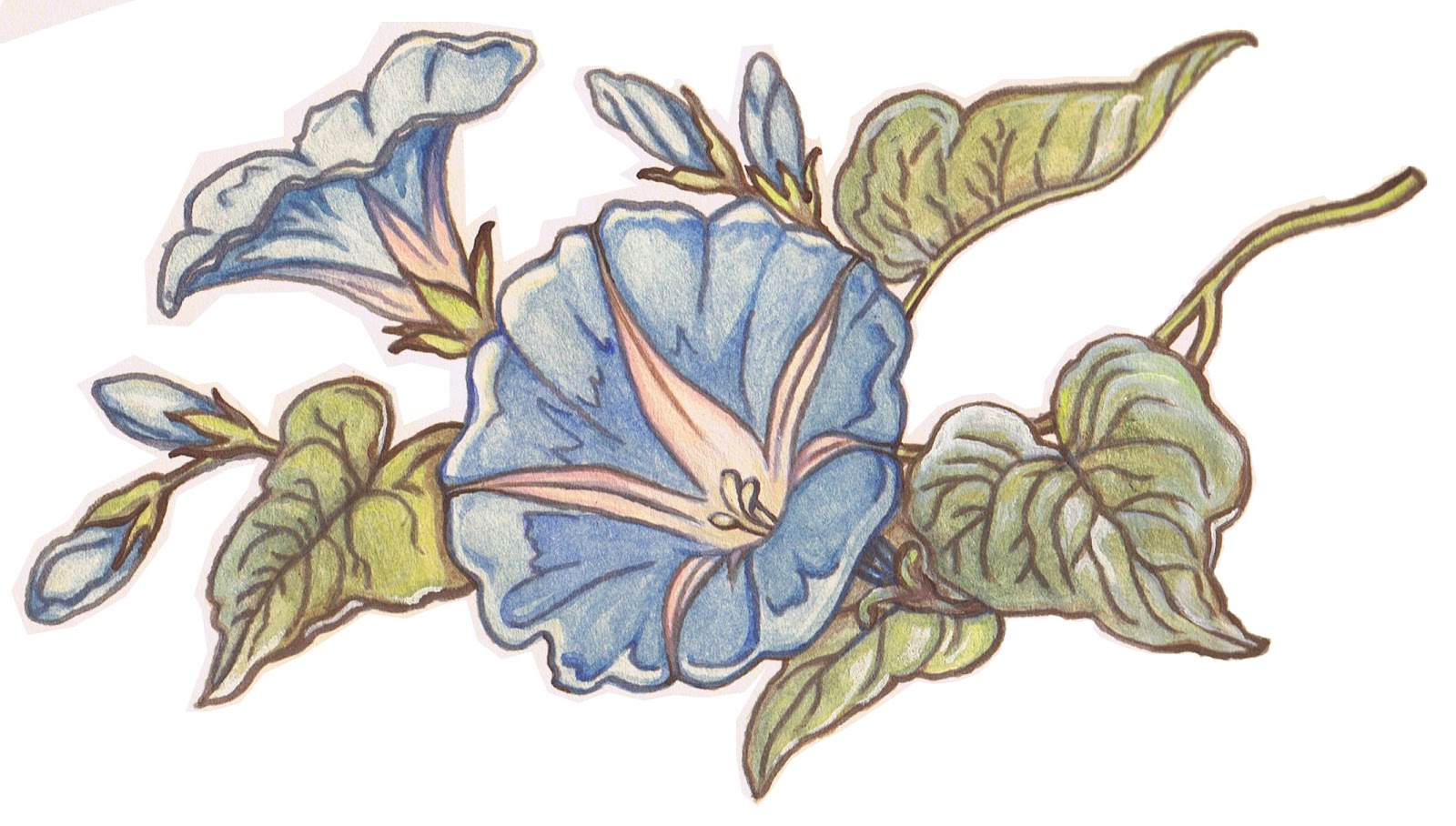 1600x908 Morning Glory Flower Coloring - Morning Glory Flower Drawing