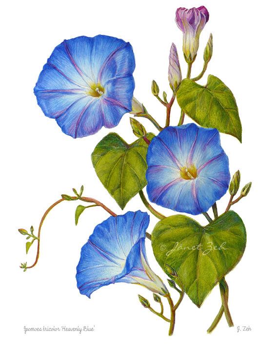 570x713 Morning Glory Flower Drawing - Morning Glory Flower Drawing