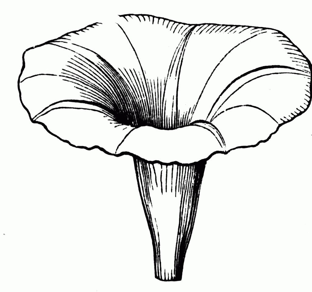 1024x960 Morning Glory Flower Drawing Morning Glory Corolla Clipart Etc - Morning Glory Flower Drawing