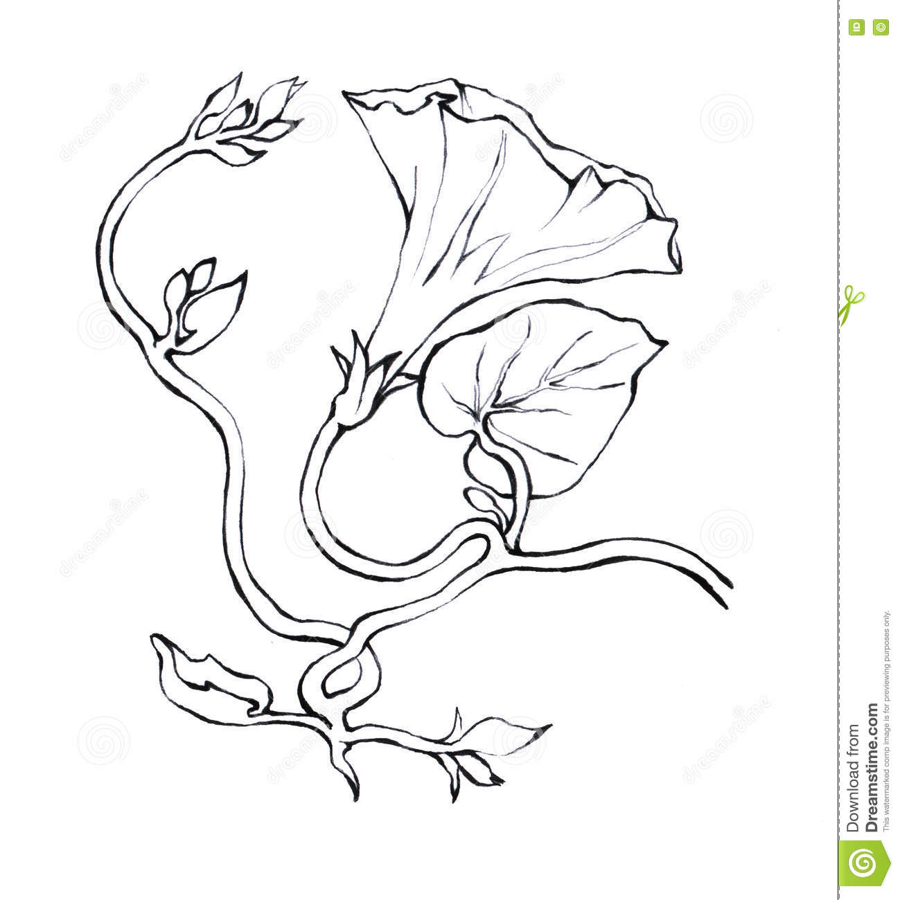 1299x1300 Morning Glory Flower Drawing Pink Morning Glory Field Bindweed - Morning Glory Flower Drawing