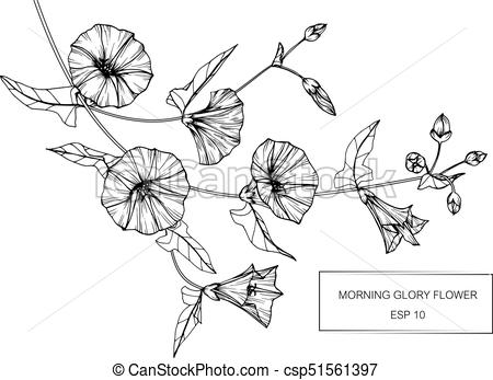 450x347 Morning Glory Flower Drawing And Sketch With Black And White Line - Morning Glory Flower Drawing