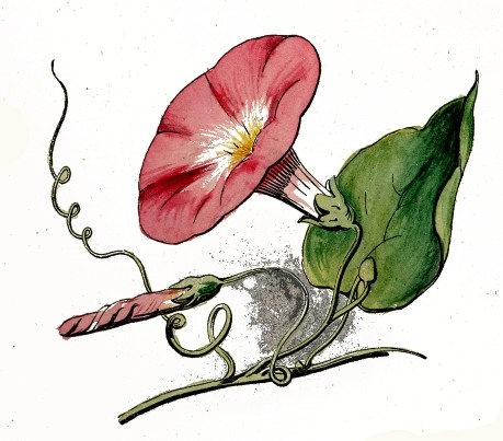 459x403 Pink Morning Glory Flower - Morning Glory Flower Drawing