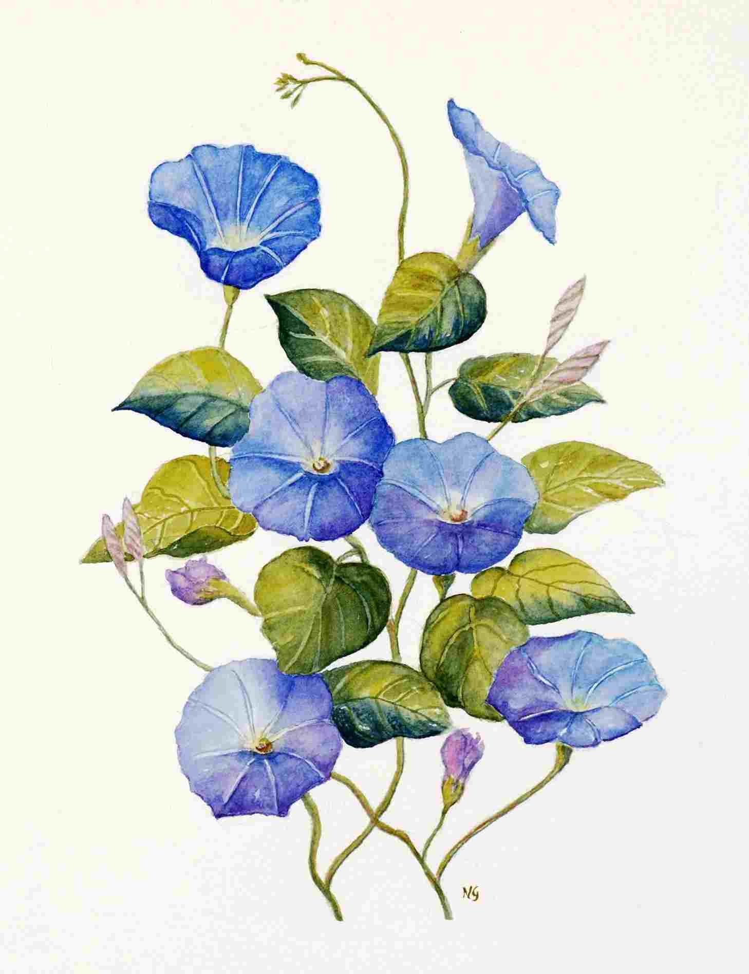 Morning Glory Flower Drawing at PaintingValley.com | Explore collection ...