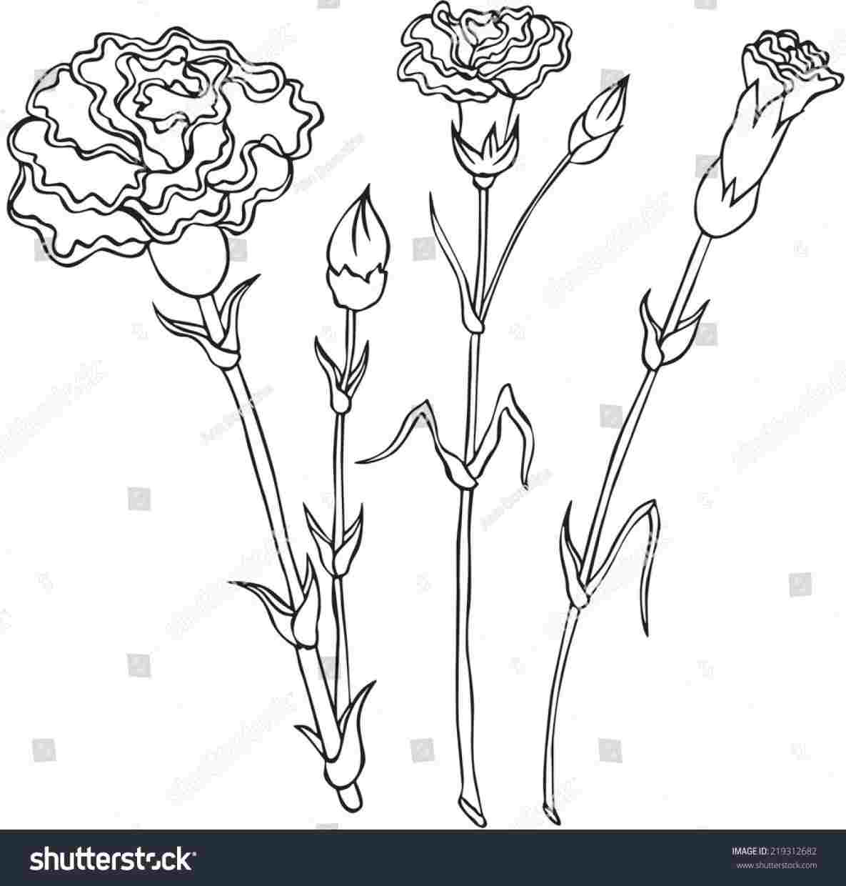 1185x1240 Flower Drawing Morning Glory Time Lapse Youtuberhyoutubecom Flower - Morning Glory Flower Drawing