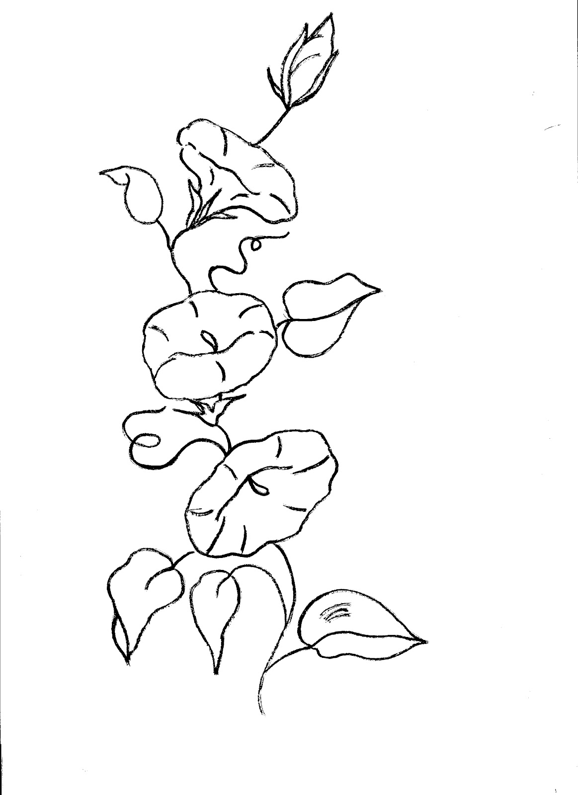 1163x1600 Drawn Vine Morning Glory Flower - Morning Glory Flower Drawing
