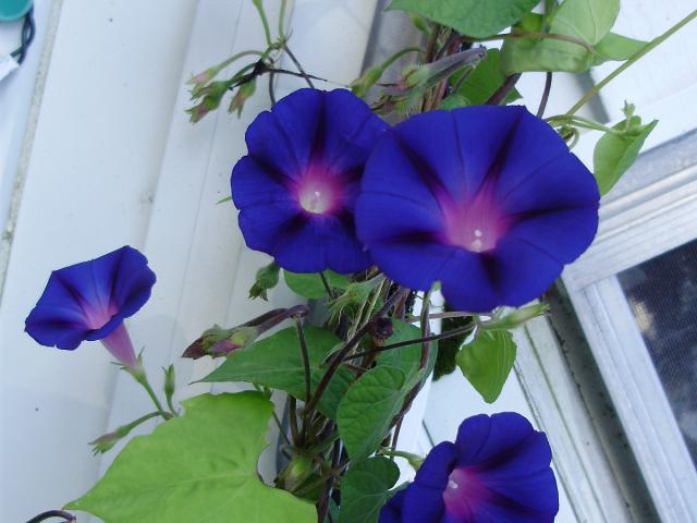 640x480 Drawn Vine Morning Glory Flower - Morning Glory Vine Drawing