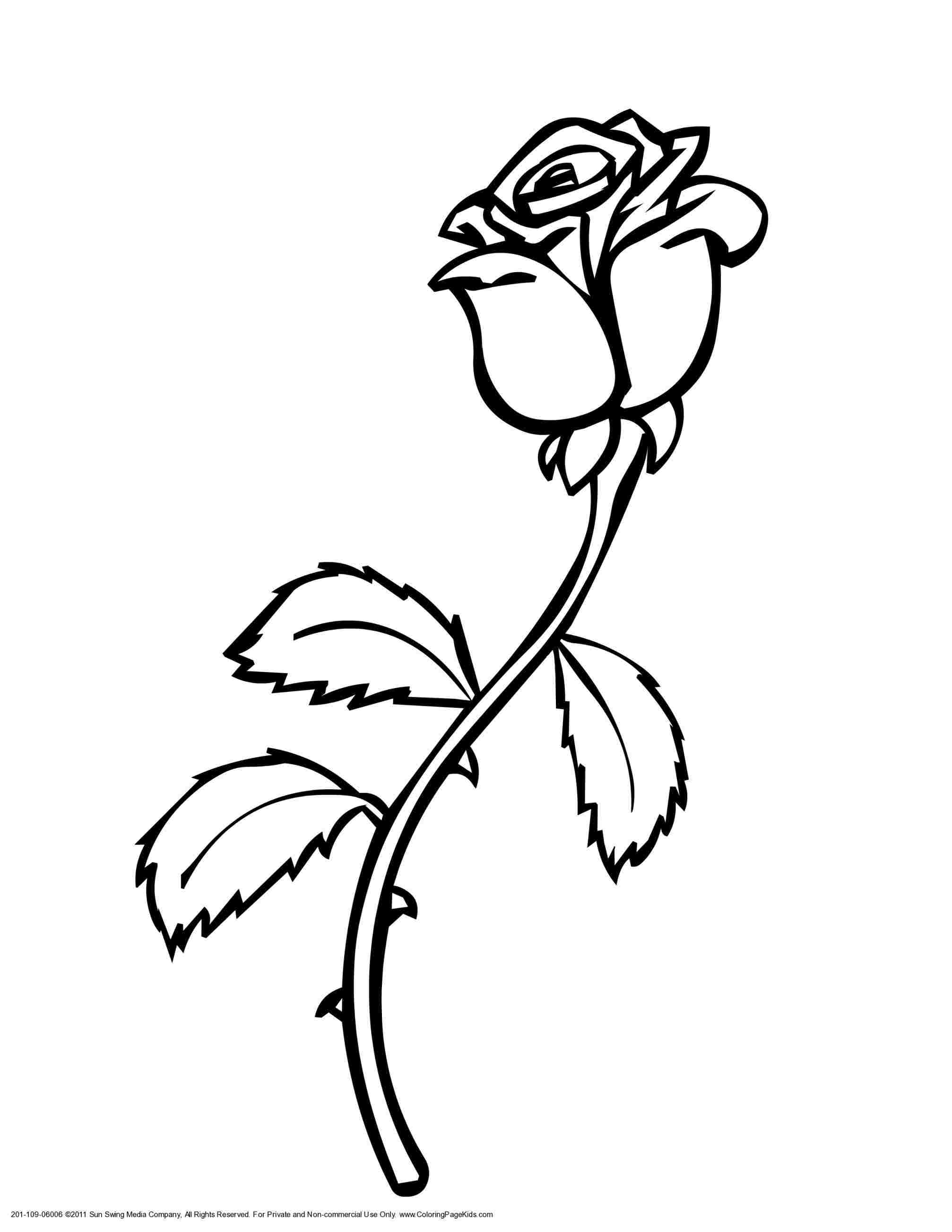2014x2607 Flowers And Vines Drawing - Morning Glory Vine Drawing