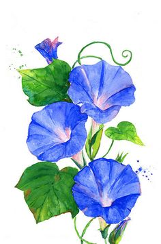 Morning Glory Vine Drawing at PaintingValley.com | Explore collection ...