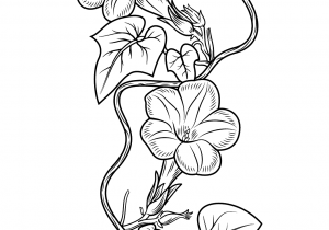 300x210 Morning Glory Flower Coloring - Morning Glory Vine Drawing