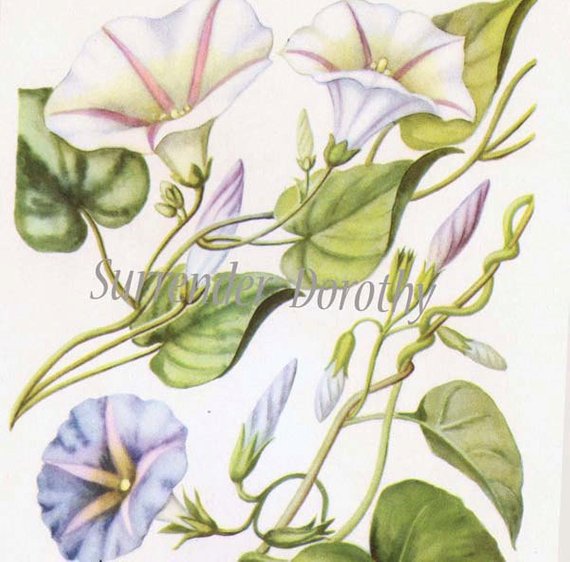 570x562 Morning Glory Vine Drawing - Morning Glory Vine Drawing