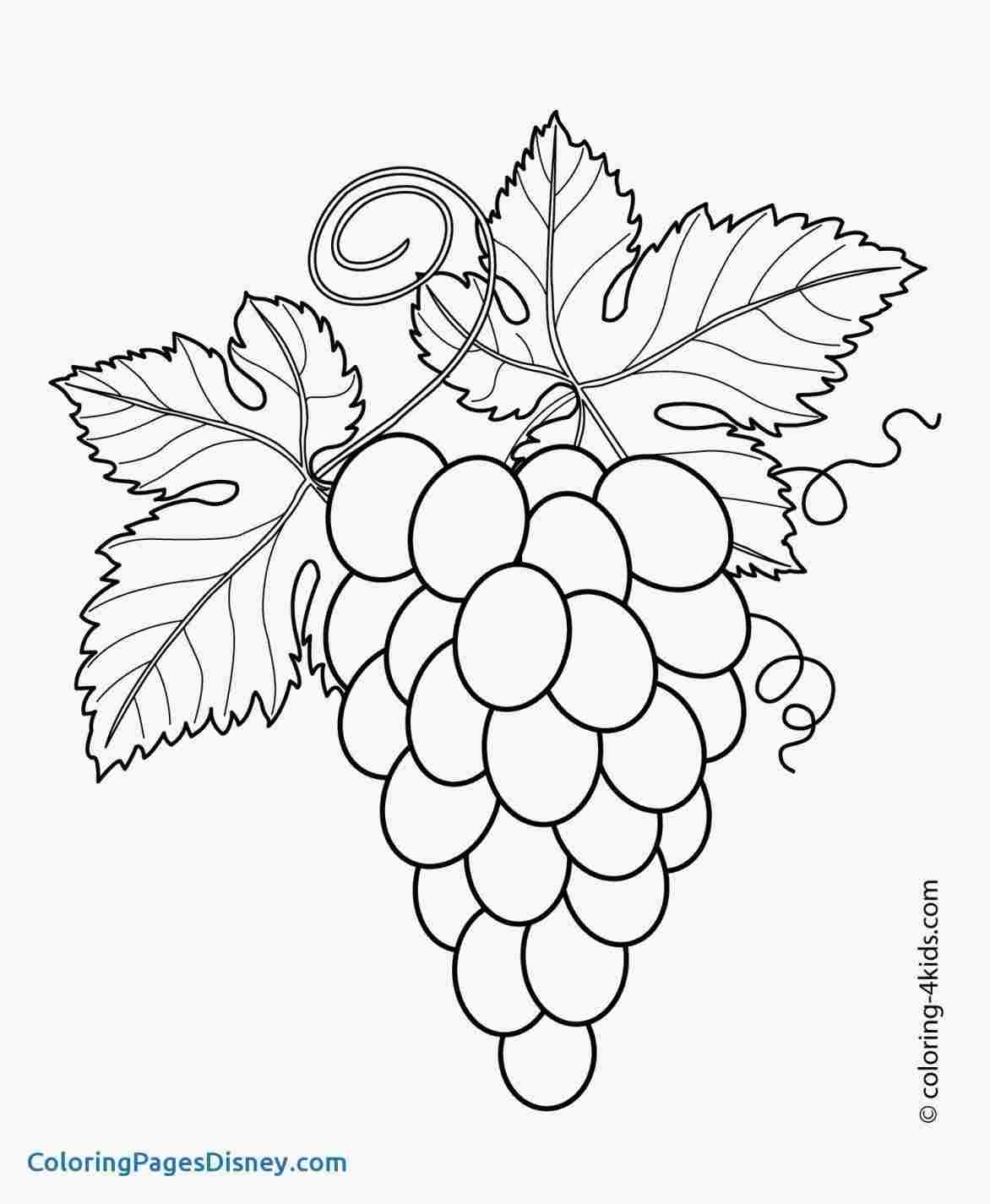 1172x1425 Morning Glory Vine Drawing - Morning Glory Vine Drawing