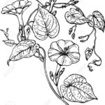 150x150 Morning Glory Vine Drawing Google Search Morning Glories - Morning Glory Vine Drawing