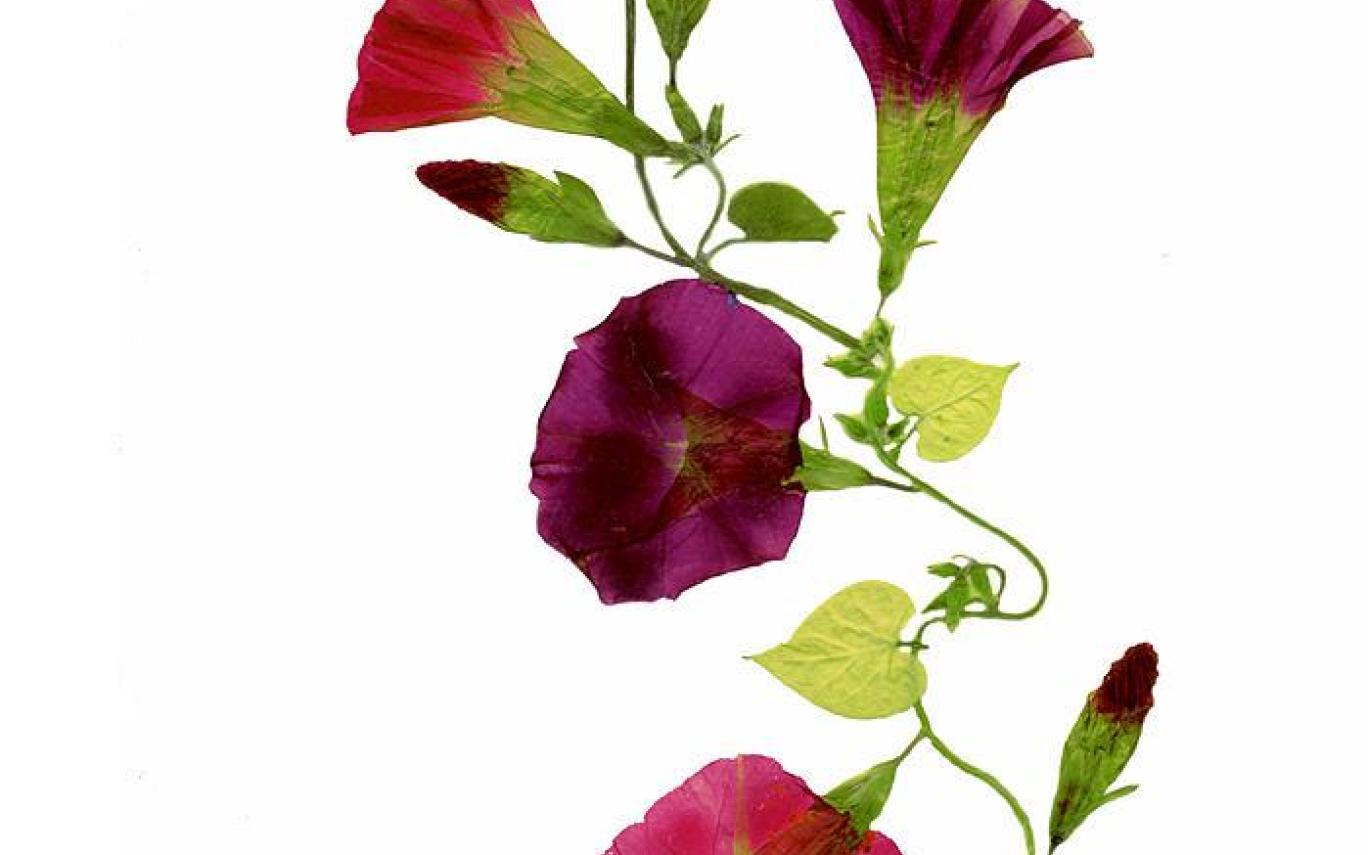 1368x855 Morning Glory Vine Drawing - Morning Glory Vine Drawing