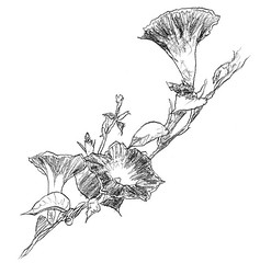 237x240 Morning Glory Vine Drawing - Morning Glory Vine Drawing