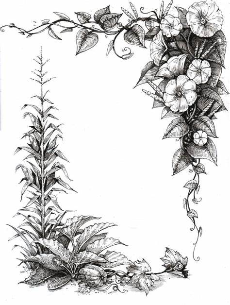 474x628 Morning Glory Vine Drawings Filemorning Glory - Morning Glory Vine Drawing