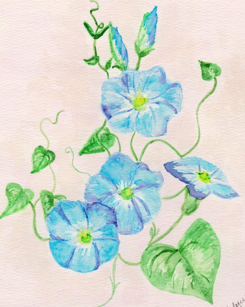 794x997 Morning Glory Watercolor Print Floral Painting Blue Flowers Etsy - Morning Glory Vine Drawing