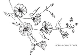 360x240 Morning Glory Photos, Royalty Free Images, Graphics, Vectors - Morning Glory Vine Drawing