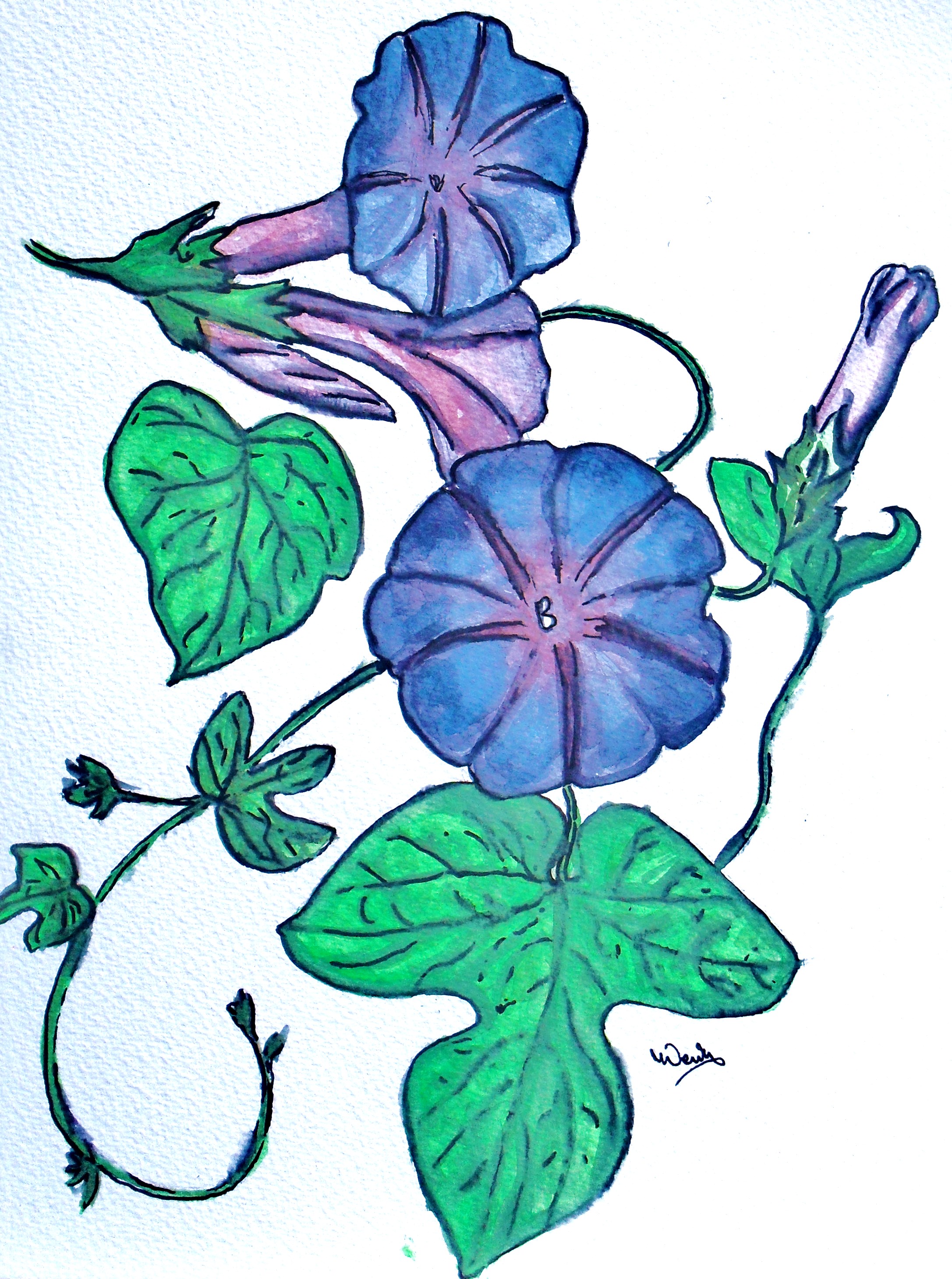 Morning Glory Vine Drawing at Explore collection