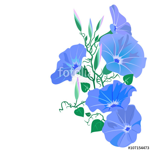 500x500 Morning Glory Vine - Morning Glory Vine Drawing