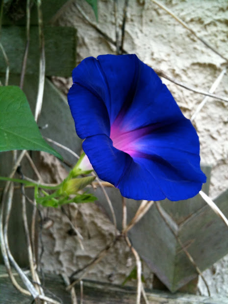 465x620 Drawn Morning Glory Vines Pictures And Ideas On Meta Networks - Morning Glory Vine Drawing