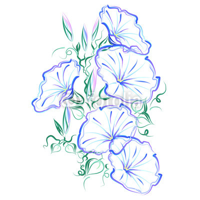 400x400 Morning Glory Vine - Morning Glory Vine Drawing