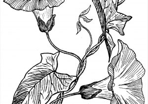 300x210 Flower Morning Glory Drawing Drawing Morning Glory Time Lapse - Morning Glory Vine Drawing
