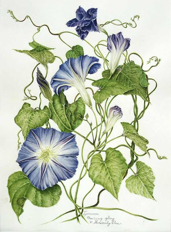591x800 Morning Glory Vine Drawing - Morning Glory Vine Drawing