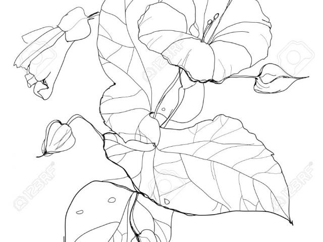 640x480 Blue Flower Clipart Morning Glory Vine - Morning Glory Vine Drawing