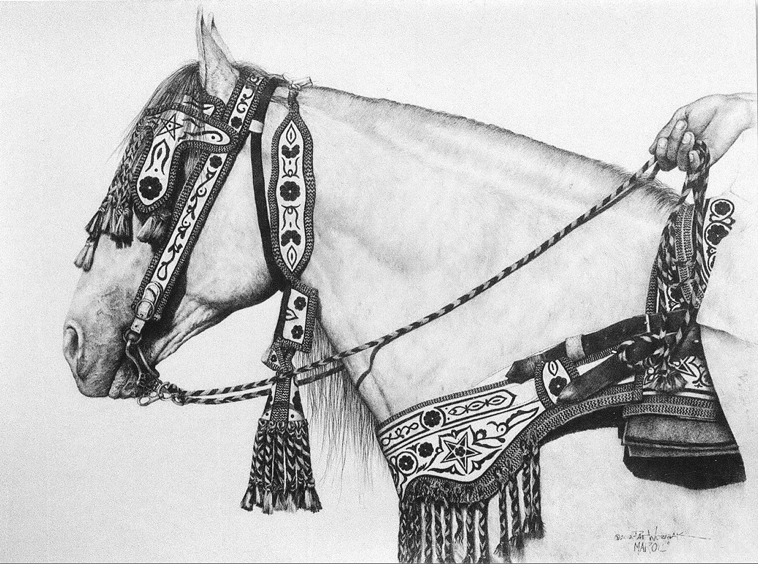 1508x1122 Maroc Original Horse Drawing Art, Artistic, Artistry Horse - Morocco Drawing