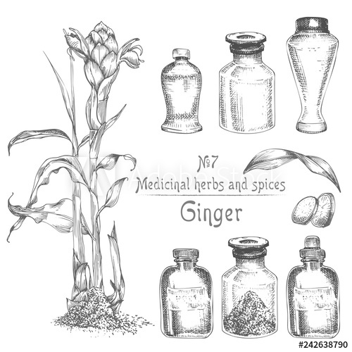500x500 set hand drawn of ginger roots, lives and flowers in black color - Mortar And Pestle Drawing